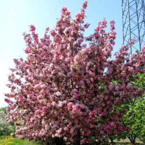 Vrtnarstvo Breskvar - Malus Rudolph