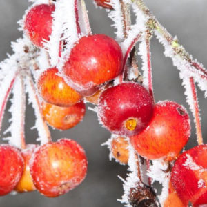 Malus 'Evereste' - Vrtnarstvo Breskvar