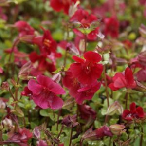 Vrtnarstvo Breskvar - Mimulus cupreus Roter Kaiser
