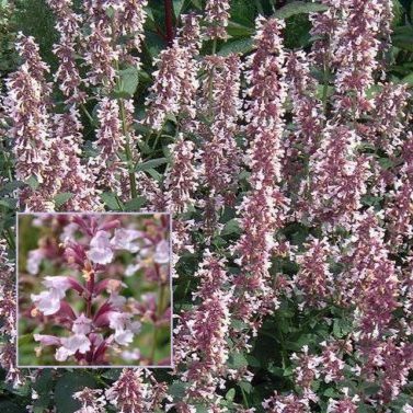 Vrtnarstvo Breskvar - Nepeta grandiflora Dawn to Dusk Vrtnarstvo Breskvar - Nepeta grandiflora Dawn to Dusk