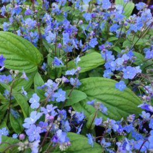 Vrtnarstvo Breskvar - Omphalodes cappadocica Cherry Ingram