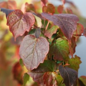 Vrtnarstvo Breskvar - Parthenocissus tricuspidata Minutifolia