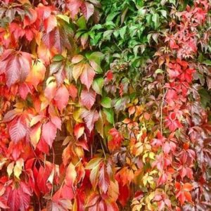 Vrtnarstvo Breskvar - Parthenocissus quinquefolia Engelmanni