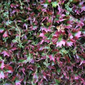 Vrtnarstvo Breskvar - Parthenocissus tricuspidata Lowii