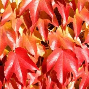 Vrtnarstvo Breskvar - Parthenocissus tricuspidata Veitchii