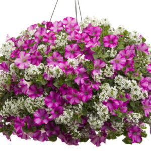 Vrtnarstvo Breskvar - Petunia Raspberry Blast