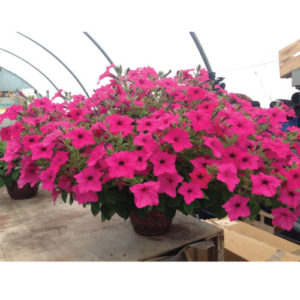 Vrtnarstvo Breskvar - Petunia Sumo Rose