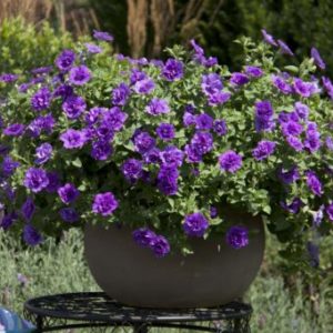 Vrtnarstvo Breskvar - Petunia Sweetsunshine Provence