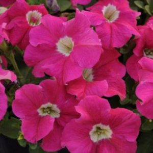 Vrtnarstvo Breskvar - Petunia Veranda Carmine