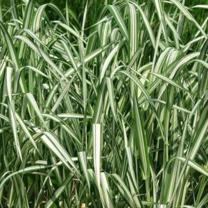 Vrtnarstvo Breskvar - Phalaris arundinacea Picta