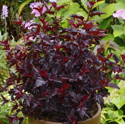 Vrtnarstvo Breskvar - Physocarpus opulifolius All Black Minall2 Vrtnarstvo Breskvar - Physocarpus opulifolius All Black Minall2