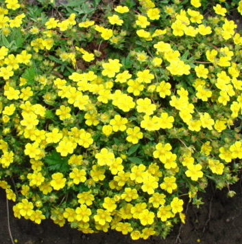 Vrtnarstvo Breskvar - Potentilla Neumanniana Nana Vrtnarstvo Breskvar - Potentilla Neumanniana Nana