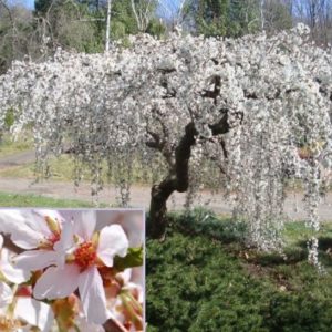 Vrtnarstvo Breskvar - Prunus Snow Fountains