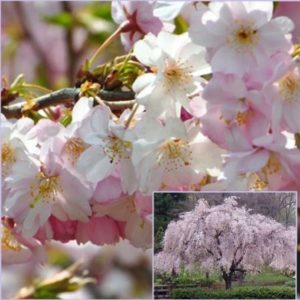 Vrtnarstvo Breskvar - Prunus Subhirtella Autumnalis Rosea