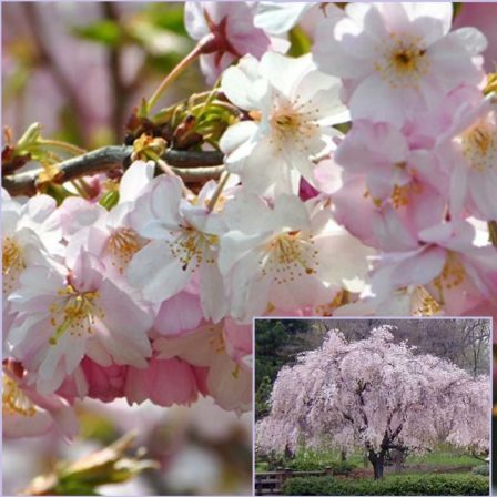 Vrtnarstvo Breskvar - Prunus Subhirtella Autumnalis Rosea Vrtnarstvo Breskvar - Prunus Subhirtella Autumnalis Rosea