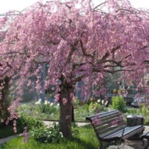 Vrtnarstvo Breskvar - Prunus Subhirtella Pendula Rubra