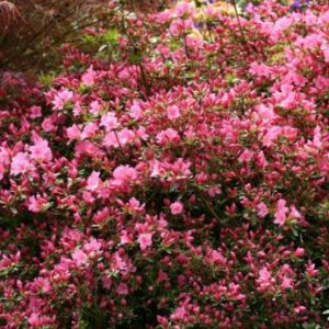 Vrtnarstvo Breskvar - Rhododendron Madame van Hecke