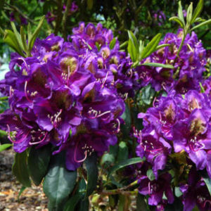 Vrtnarstvo Breskvar - Rhododendron Marcel Menard