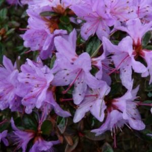 Vrtnarstvo Breskvar - Rhododendron Moerheim