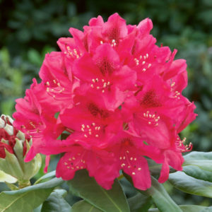 Vrtnarstvo Breskvar - Rhododendron Nova Zembla