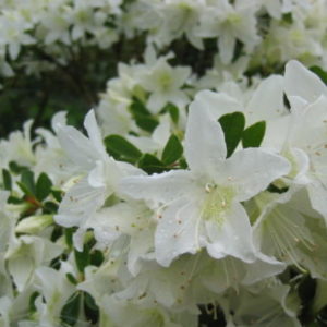Vrtnarstvo Breskvar - Rhododendron Palestrina