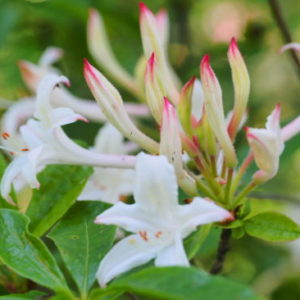 Vrtnarstvo Breskvar - Rhododendron Viscosum
