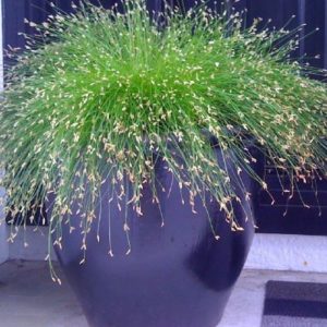 Vrtnarstvo Breskvar - Scirpus Cernuus Fiber Optic