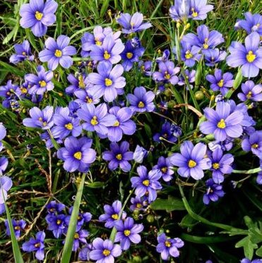 Vrtnarstvo Breskvar - Sisyrinchium angustifolium Vrtnarstvo Breskvar - Sisyrinchium angustifolium