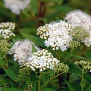 Vrtnarstvo Breskvar - Spiraea nipponica Albiflora