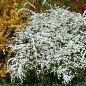 Vrtnarstvo Breskvar - Spiraea nipponica Halward's Silver