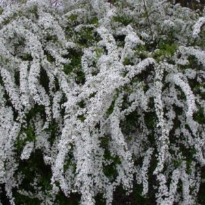 Vrtnarstvo Breskvar - Spiraea nipponica Snowmound