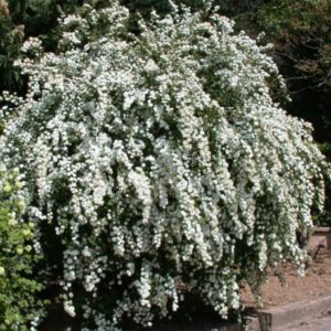Vrtnarstvo Breskvar - Spiraea vanhouttei