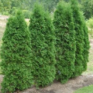 Vrtnarstvo Breskvar - Thuja pyramidalis Compacta