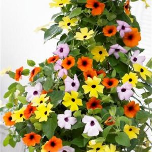 Vrtnarstvo Breskvar - Thunbergia alata