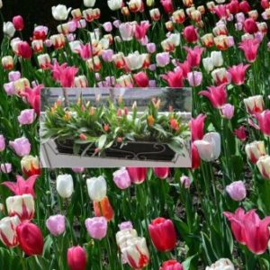 Vrtnarstvo Breskvar - Tulipa