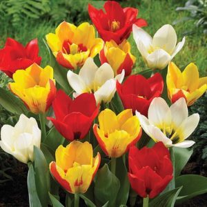 Vrtnarstvo Breskvar - Tulipa kaufmanniana