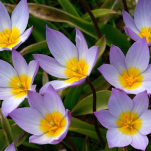Vrtnarstvo Breskvar - Tulipa Saxatilis Lilac Wonder