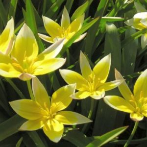 Vrtnarstvo Breskvar - Tulipa tarda