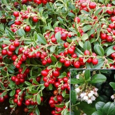 Vrtnarstvo Breskvar - Vaccinium vitis-idaea Koralle Vrtnarstvo Breskvar - Vaccinium vitis-idaea Koralle