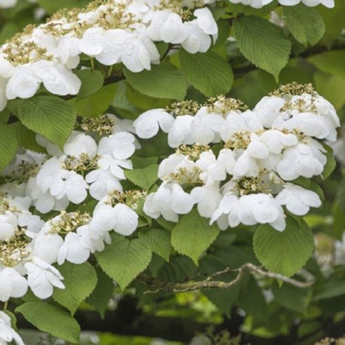 Vrtnarstvo Breskvar - Viburnum plicatum Watanabe Vrtnarstvo Breskvar - Viburnum plicatum Watanabe