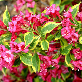 Vrtnarstvo Breskvar - Weigela florida Brigela Vrtnarstvo Breskvar - Weigela florida Brigela