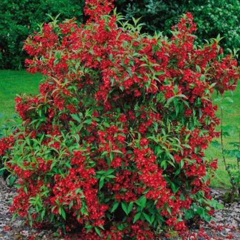 Vrtnarstvo Breskvar - Weigela Red Prince Vrtnarstvo Breskvar - Weigela Red Prince
