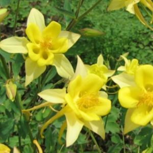 Aquilegia chrysantha Yellow Queen - Vrtnarstvo Breskvar