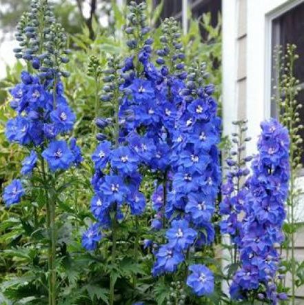 Delphinium Blue Bird - Vrtnarstvo Breskvar Delphinium Blue Bird - Vrtnarstvo Breskvar