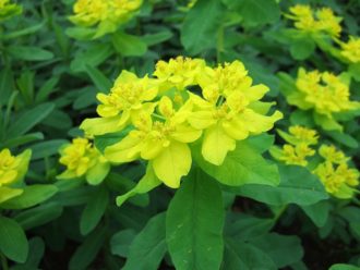Euphorbia polychroma - Vrtnarstvo Breskvar Euphorbia polychroma - Vrtnarstvo Breskvar