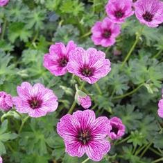 Geranium cinereum 'Laurence Flatman' - Vrtnarstvo Breskvar