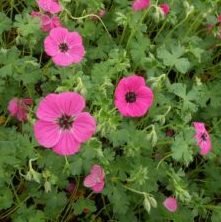 Geranium cinereum subcaulesc. 'Splendens' - Vrtnarstvo Breskvar