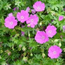 Geranium sanguineum 'Max Frei' - Vrtnarstvo Breskvar