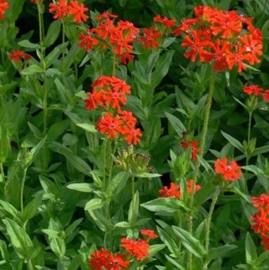 Lychnis chalcedonica - Vrtnarstvo Breskvar Lychnis chalcedonica - Vrtnarstvo Breskvar