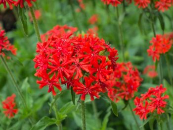 Lychnis chalcedonica - Vrtnarstvo Breskvar Lychnis chalcedonica - Vrtnarstvo Breskvar